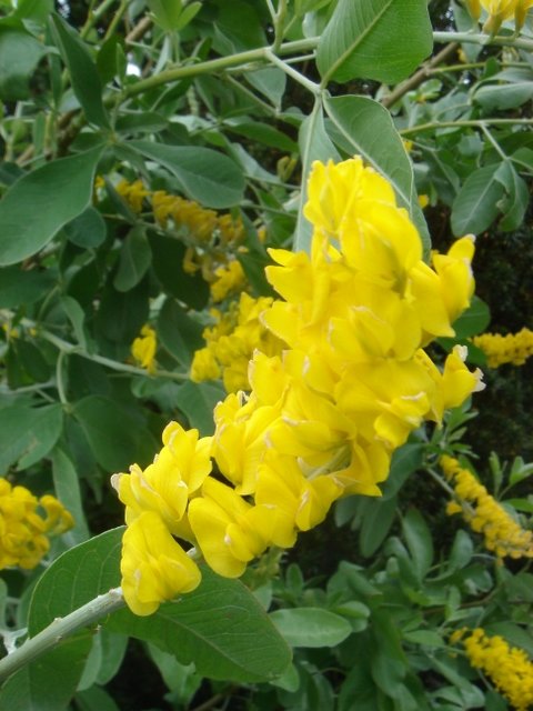 Cytisus battandieri P19 (2)